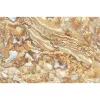 80x120 Prime 03.800120.08105