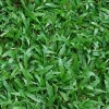 Gạch lát sân vườn 40x40 Đồng Tâm 4040CLG001